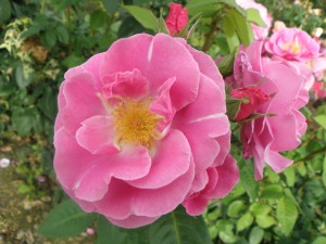 LUCKY (floribunda)